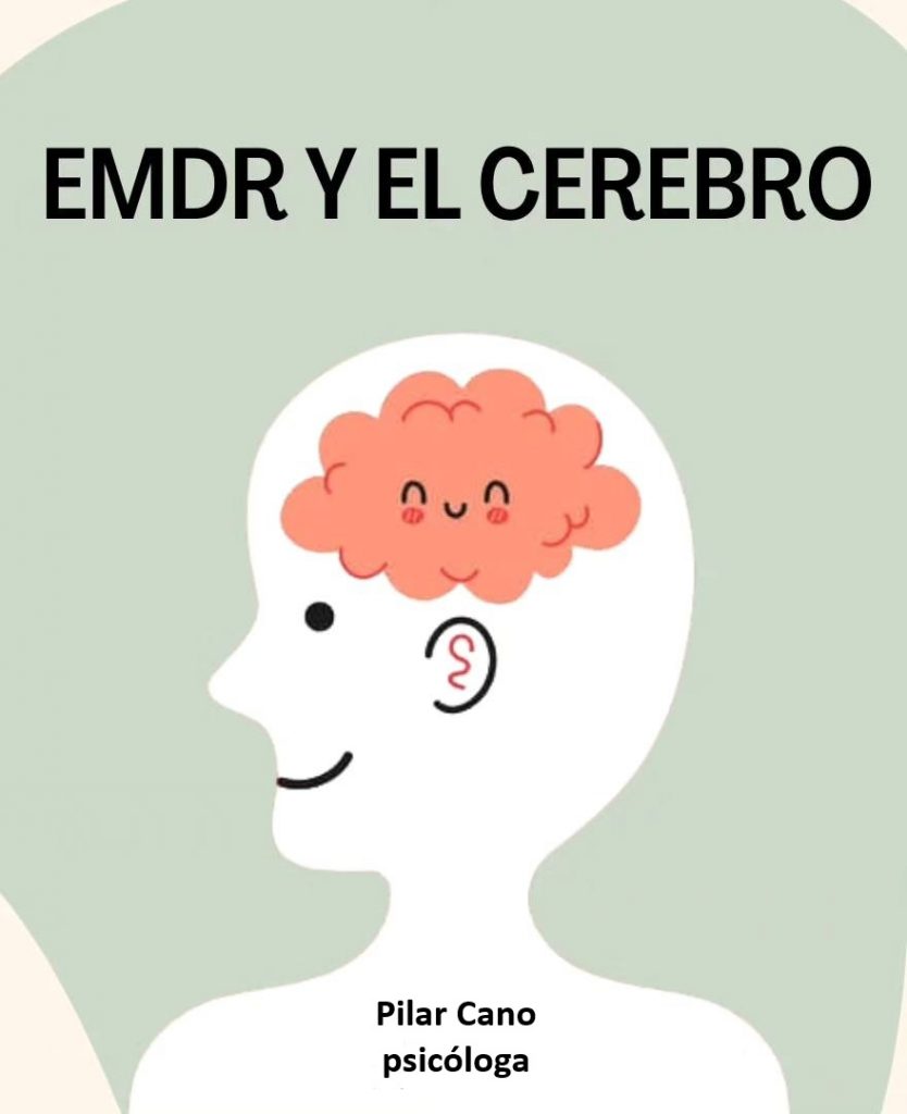 EMDR en el cerebro
